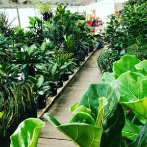 Beautiful fresh indoor houseplants