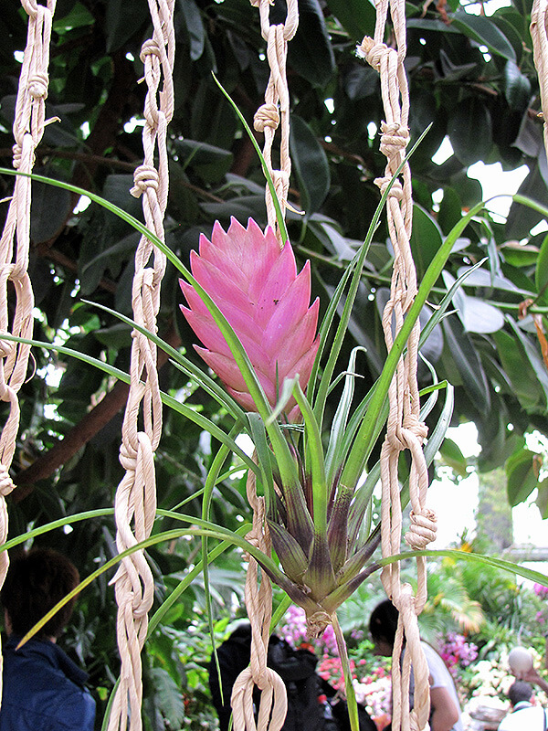 Beautiful pink quill indoor plant
