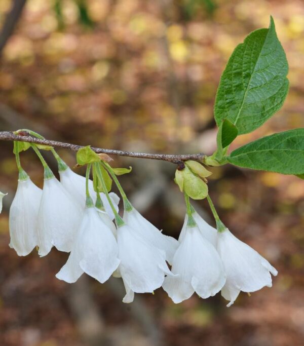 HALESIA TETRAPTERA (syn CAROLINA)