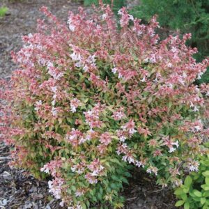 ABELIA X GRANDIFLORA `POCO LOCO`