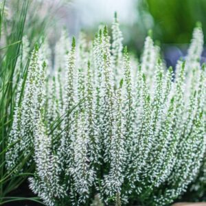 CALLUNA VULGARIS BEAUTY LADIES `VIVA` (WHITE)