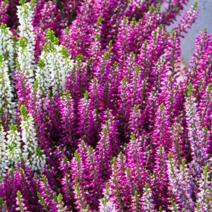 CALLUNA VULGARIS BEAUTY LADIES `LYNN` (PURPLE)