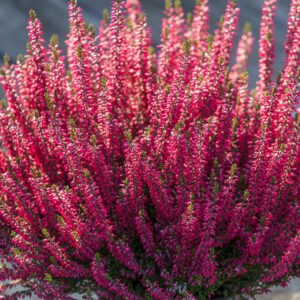 CALLUNA VULGARIS BEAUTY LADIES `SCARLET` (RED)