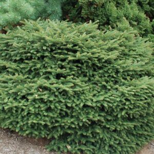 PICEA ABIES `NIDIFORMIS`
