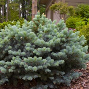 PICEA PUNGENS `GLAUCA GLOBOSA`