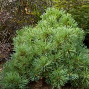 PINUS STROBUS `BLUE SHAG`