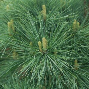 PINUS STROBUS `CONNECTICUT SLATE`