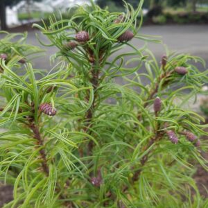 PINUS STROBUS `TORULOSA`