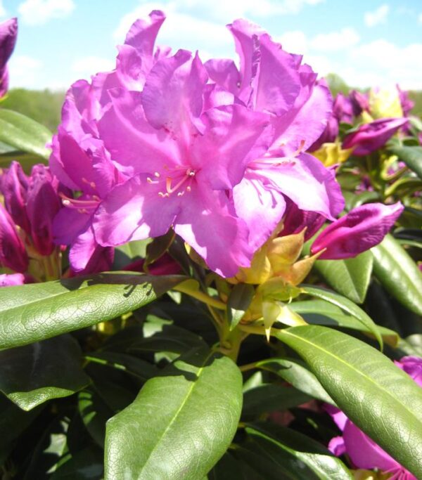 RHODODENDRON `PURPLE PASSION`