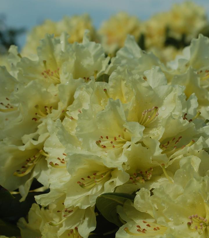 Capristano Rhododendron RHODODENDRON `CAPISTRANO` | Bayside Garden Center