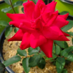 ROSA `DOUBLE KNOCK OUT - TREE 24