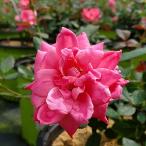 ROSA `DOUBLE PINK KNOCK OUT` - TREE