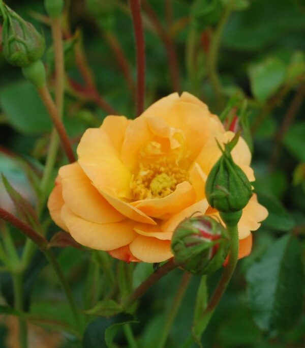 ROSA `FLOWER CARPET AMBER`