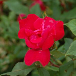 ROSA `KNOCK OUT` - TREE