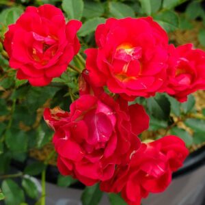 ROSA `DRIFT RED` - TREE 24