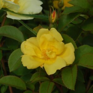 ROSA `SUNNY KNOCK OUT` - TREE