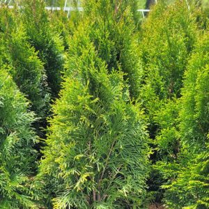 CG - THUJA OCCIDENTALIS `SMARAGD`