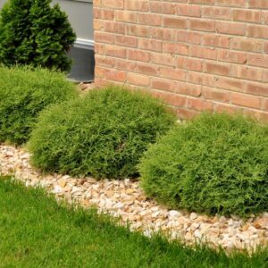 CG - THUJA `MR. BOWLING BALL`