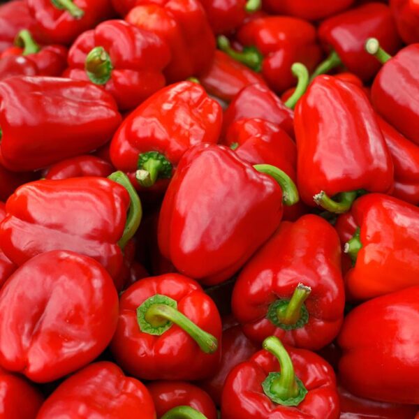 PEPPER `RED DELICIOUS` (SWEET)