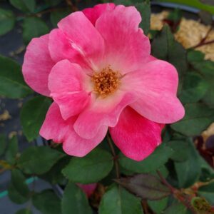 ROSA `PINK KNOCK OUT` - TREE 24
