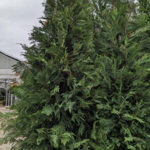 CUPRESSOCYPARIS X LEYLANDII