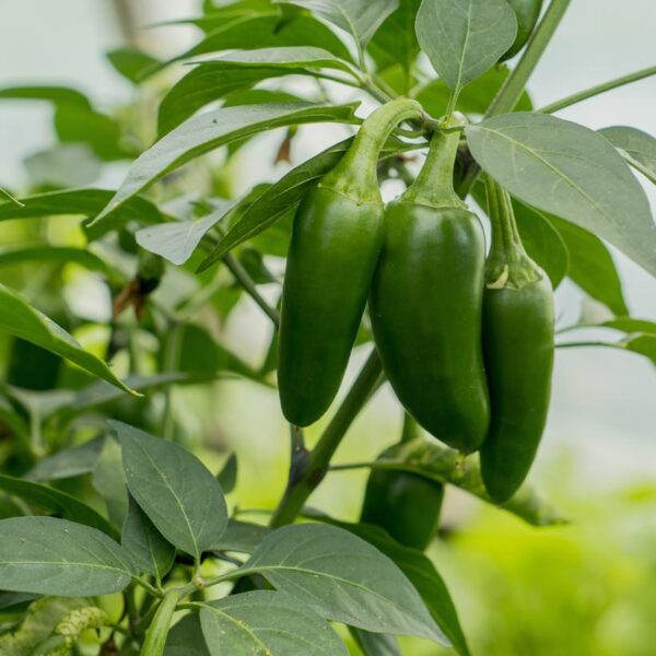 PEPPER `CONCHOS` (HOT)