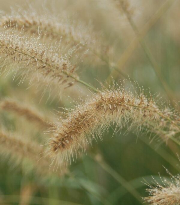 PENNISETUM ALOPECUROIDES `HAMELN`