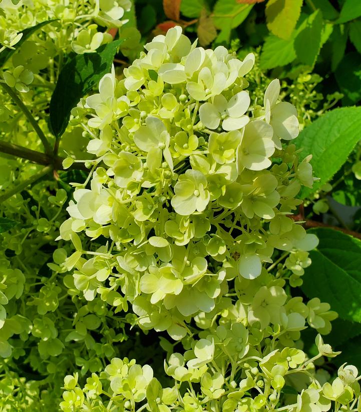 HYDRANGEA PAN. `BOBO` | Bayside Garden Center