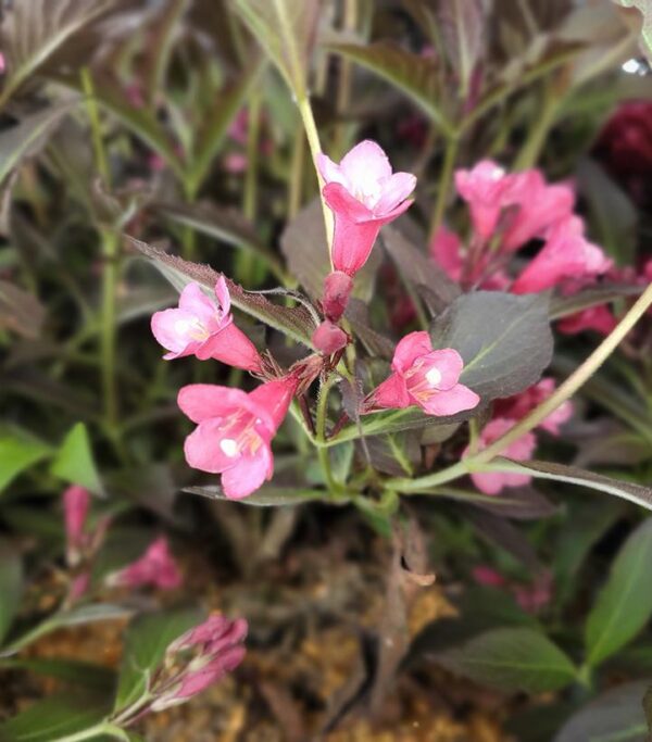 WEIGELA `SPILLED WINE`