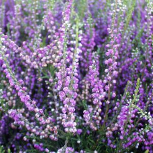 CALLUNA VULGARIS `TIB`
