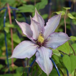 CLEMATIS `SAMARITAN JO` (MUST SLEEVE)