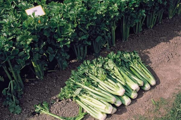 CELERY `TANGO`