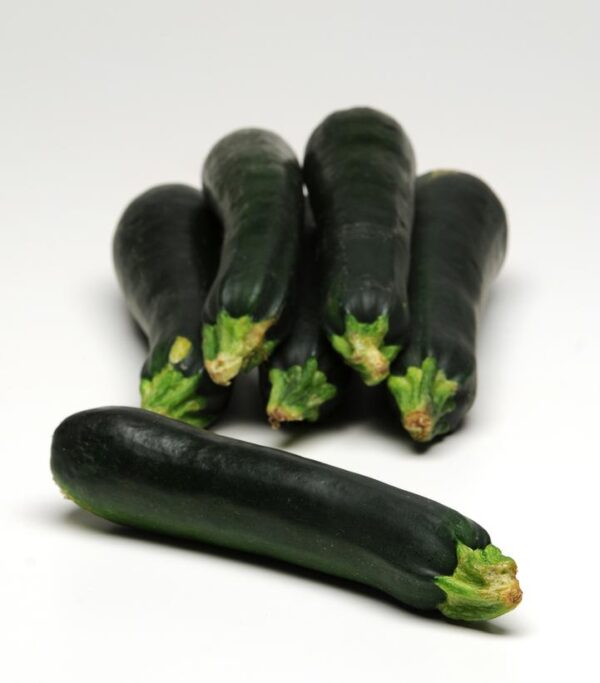 ZUCCHINI `EASY PICK GREEN`