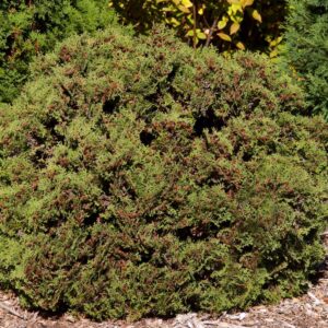CG - THUJA OCCIDENTALIS `HETZ MIDGET`