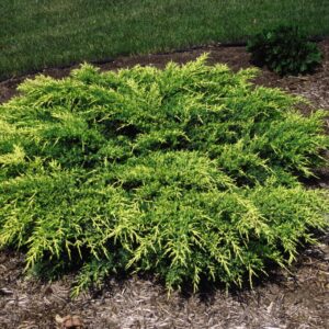 JUNIPERUS CHINENSIS `OLD GOLD`