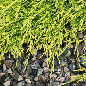 JUNIPERUS HORIZONTALIS `GOLDEN CARPET`