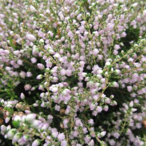 CALLUNA VULGARIS `COUNTY WICKLOW`