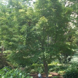 ACER PALMATUM `SANGO KAKU`