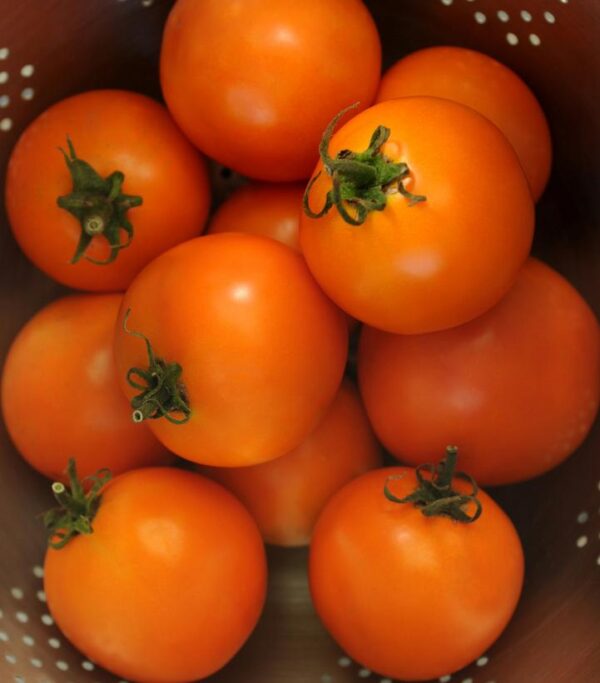 TOMATO `SOLAR POWER` (SALAD)