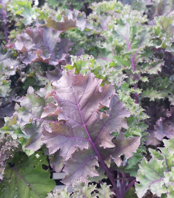KALE EDIBLE `REDBOR`