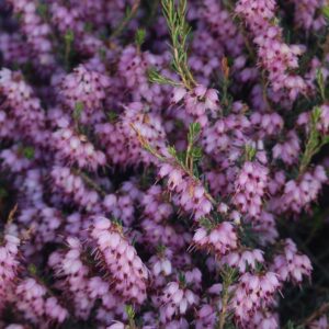 ERICA CARNEA PINK