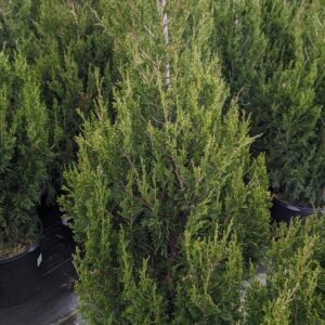 JUNIPERUS CHINENSIS `SPARTAN`