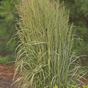 CALAMAGROSTIS ACUT. `AVALANCHE`