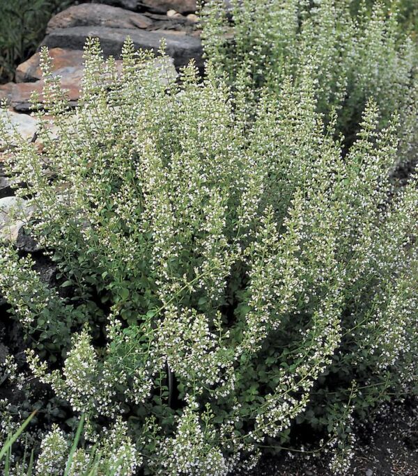 CALAMINTHA NEPETA SSP. NEPETA