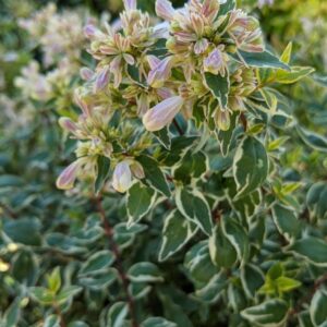 ABELIA X GRANDIFLORA `RADIANCE`