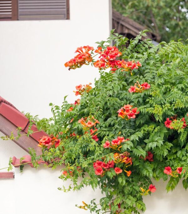 CAMPSIS RADICANS