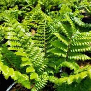POLYSTICHUM POLYBLEPHARUM