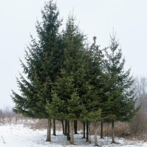 PICEA ABIES