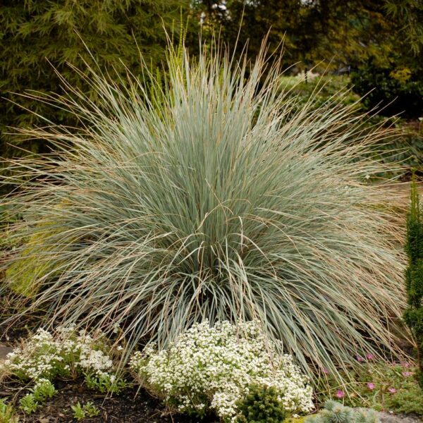 HELICTOTRICHON SEMPERVIRENS