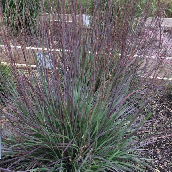 SCHIZACHYRIUM SCOPARIUM `SMOKE SIGNAL`